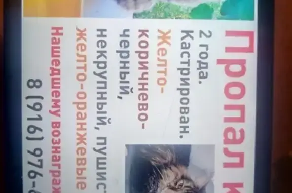 Кошки потеряшки, Москва, фото: Потеряшка кошка Кот возле Апрелевки, вознаграждение.