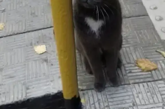 Найдена кошка около метро Домодедовская
