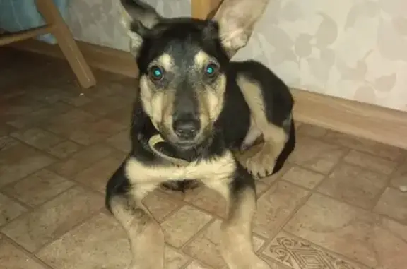 Найдена собака, Москва, фото: Найдена собака у магазина Алло Пица в Москве