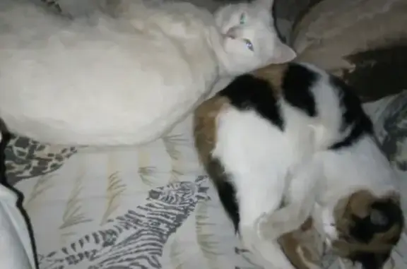 Пропала белая кошка с двумя шрамами в Таганроге