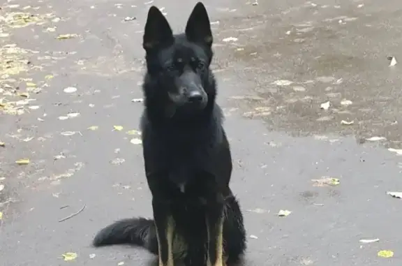 Собака найдена у м. Авиамоторная в Москве