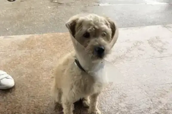 Собака найдена возле м. Тульская в Москве