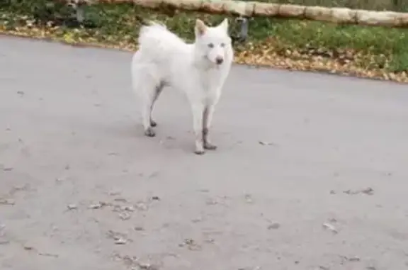 Пропала якутская лайка в Кемерово