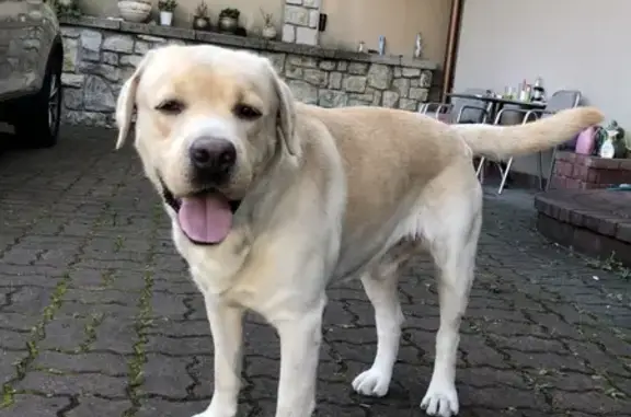 Найдена собака в районе Светлана, Сочи