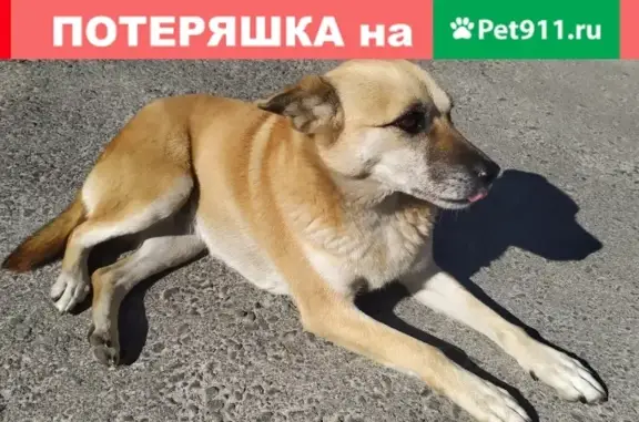 Найдена собака на остановке Сахалинская во Владивостоке
