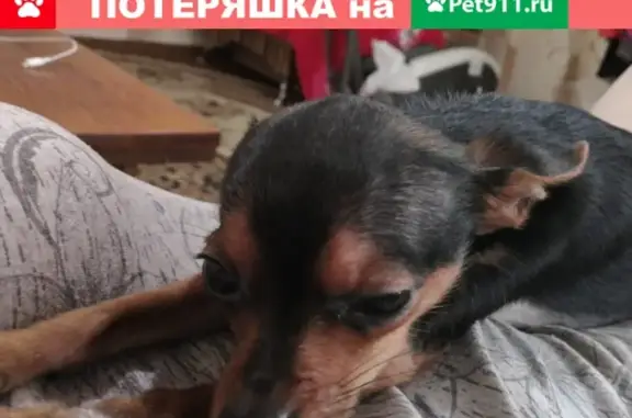 Пропала собака Стич на ул. Модельная, Казань.