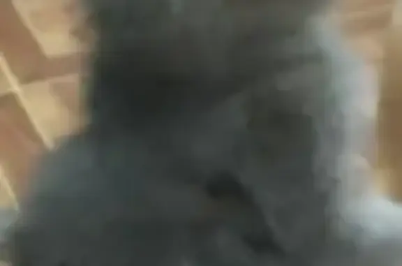 Кошки потеряшки, Воронеж, фото: Потеряшка кошка на ул. Подлесной, Воронеж.