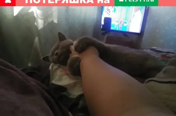 Потерянные животные Омск, фото: Пропала британская кошка на ул. Заозёрная, д. 3 В