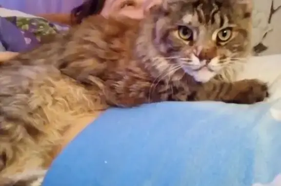 Пропала кошка Цыля с дефектом во Фрязино