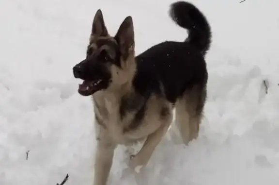 Собаки потеряшки, Брянск, фото: Потеряшка восточно-европейская овчарка в Володарском районе