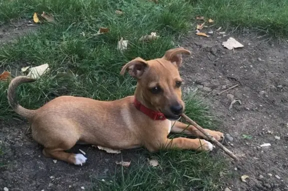 Найдена собака на ул. Черкасская в Краснодаре