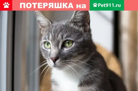 Найдена кошка на улице Костякова (м. Дмитровская)
