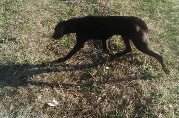 Потерянная собака возле озера в Смоленском районе