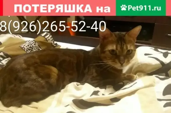 Пропала кошка в Видном