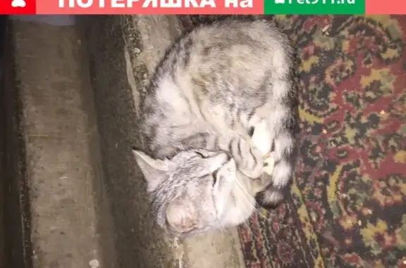 Найдена кошка в Сергиевом Посаде
