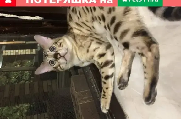 Кошки потеряшки, Ейск, фото: Потеряшка кот бенгал в районе Широчанка, Ейск