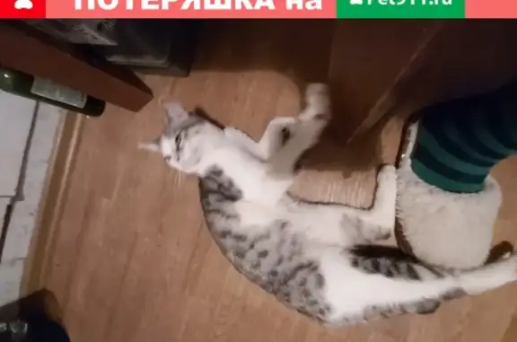 Найдена кошка в Казани с черными наконечниками на лапах