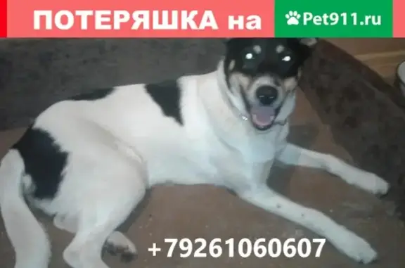 Найдена собака в Солнцево, ищем хозяев или новый дом