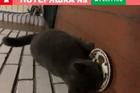 Найден британский кот в Санкт-Петербурге.