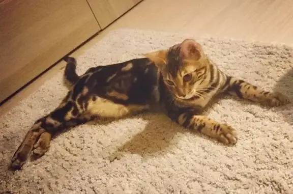 Потерянные животные Конаково, фото: Пропал кот Вильгельм в Конаково 04.10.19.