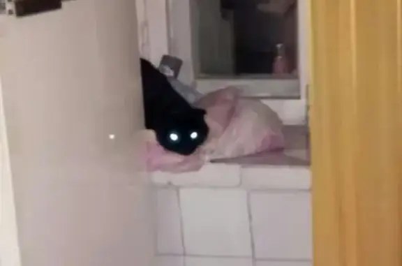 Кошки потеряшки, Новосибирск, фото: Потеряшка кошка Багира в Новосибирске