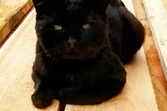 Кошки потеряшки, Санкт-Петербург, фото: Потеряшка черный кот в Токсово, СНТ Энергетик, #пропалкот #потеряшка #поискживотных