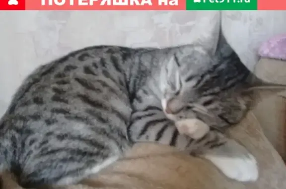Пропала кошка в Челябинске