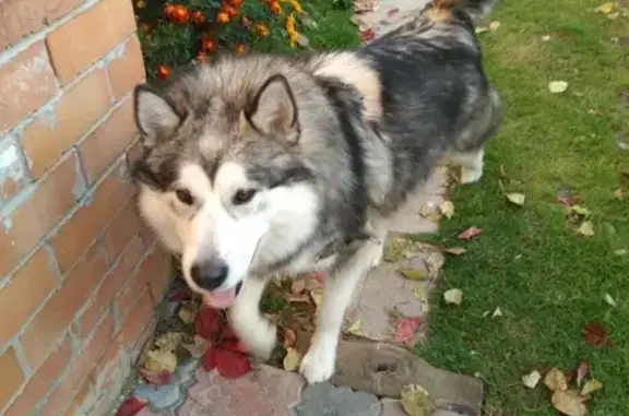 Собака найдена в районе Гагаринской рощи, Тюмень.