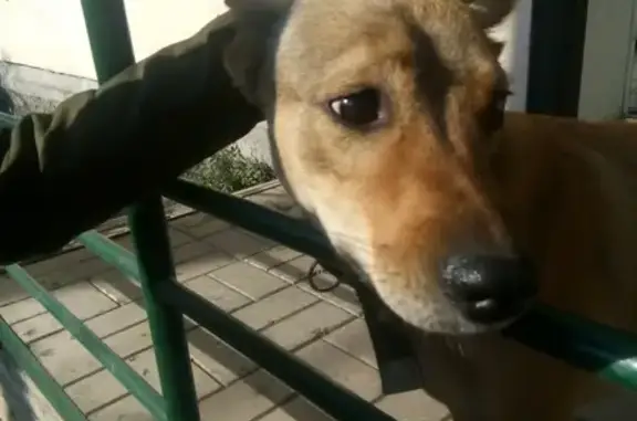 Собака с ошейником в Новокузнецке.