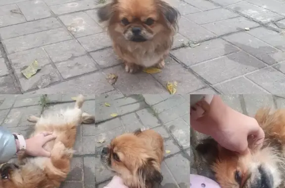 Найдена собака, Домодедово, фото: Найдена пекинеская собака в Домодедово