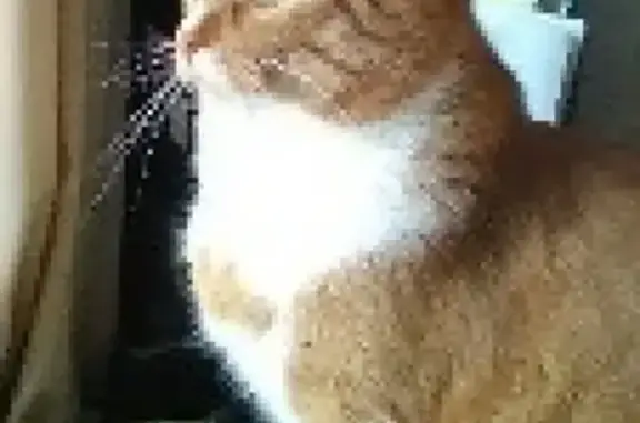 Пропала кошка в Уфе, район ост. «Медколледж», нуждается в лечебном питании
