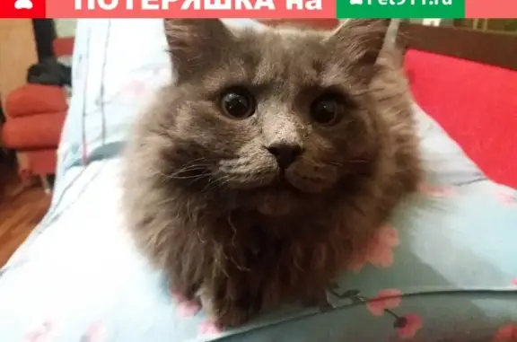 Пропала кошка по адресу Космонавтов 1, Казань.