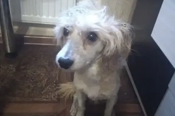 Собака с ошейником найдена в Ярославле