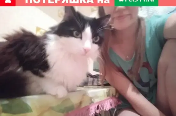 Пропал кот Степан в Новоуральске