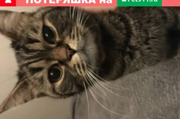 Найден кот в районе 129шк, Нижний Новгород.