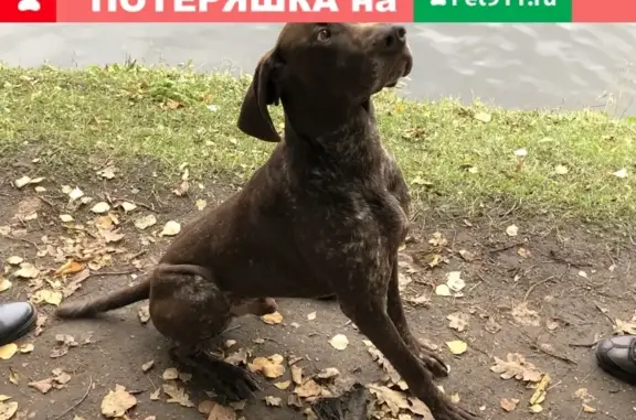 Собака Метис бегает в Таврическом саду, Санкт-Петербург.