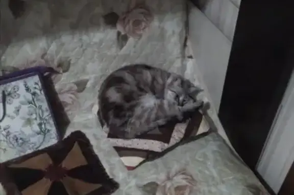 Кошки потеряшки, Азов, фото: Потеряшка кошка Светлая с Азова