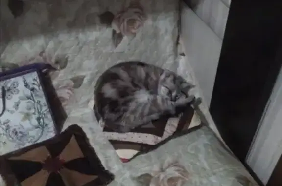 Потерянные животные Азов, фото: Пропала кошка на ул. Макаровского, 31А в Азове