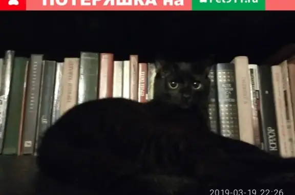 Пропала кошка Киса в Барнауле, вознаграждение.