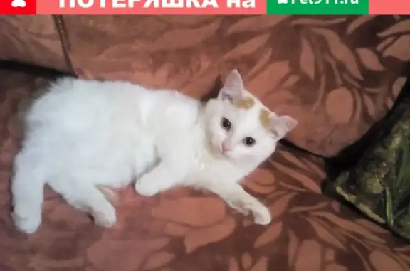 Кошки потеряшки, Кострома, фото: Потеряшка кот Марс на ул. Энгельса, белый с рыжим окрасом.