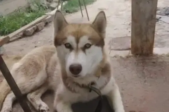 Потерянные животные Астрахань, фото: Пропала собака Кабель с клеймом в Астрахани