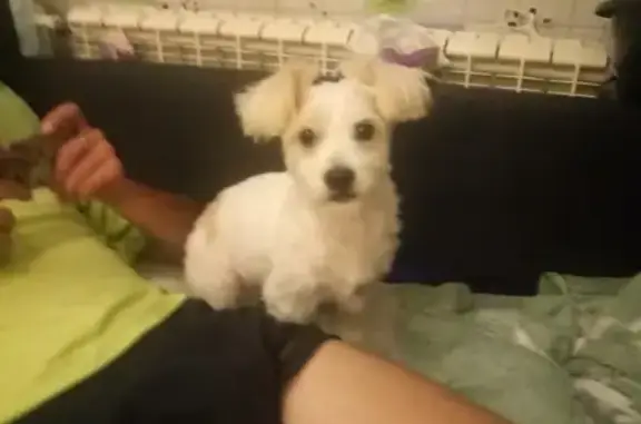 Потерянные животные Липецк, фото: Пропала собака на Руднике г. Липецк!