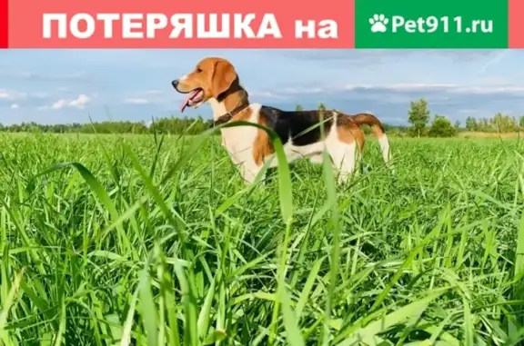 Пропала собака породы «Эстонская гончая» в Лен.области, вознаграждение гарантировано.