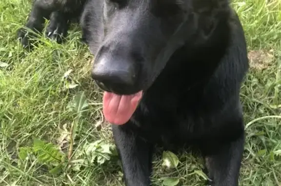 Собаки потеряшки, Нижний Новгород, фото: Потеряшка собака Бэлла в Нижнем Новгороде