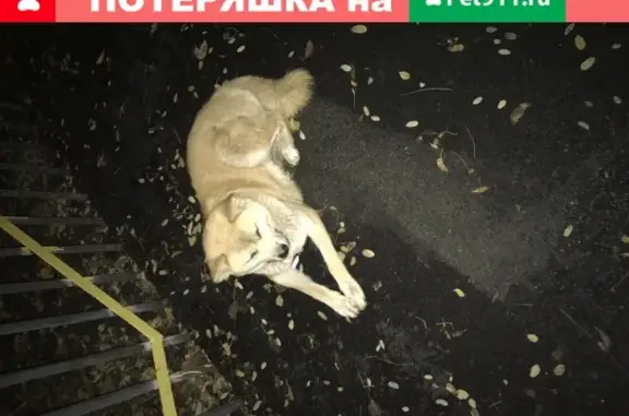 Собака Хатико найдена в Белгороде