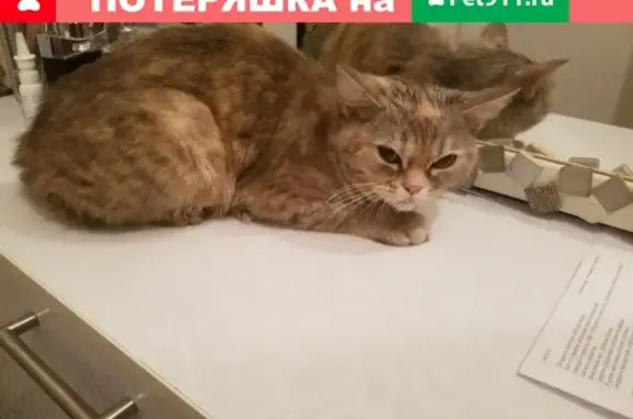 Найдена кошка в районе Автозаводского