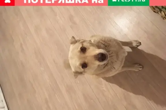 Найдена собака Лиса в Томске