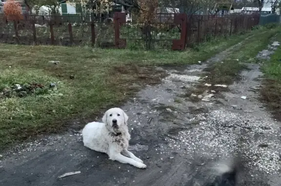 Собака с ошейником в Брянске