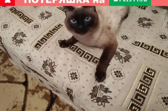 Пропала кошка в Лисаковске, дом 21 - photo