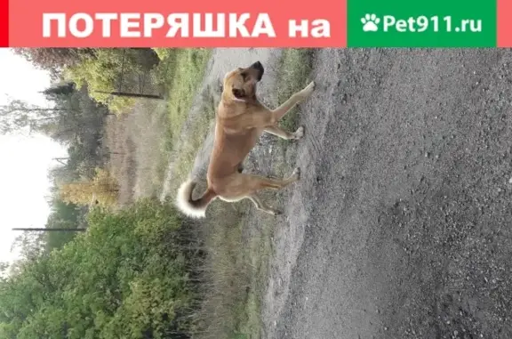 Найден домашний пес в Санкт-Петербурге.